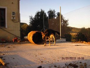 Λέσβος: 800 ευρώ διοικητικό πρόστιμο από την Αστυνομία για την παθητική κακοποίηση του σκύλου του